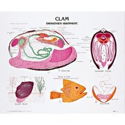 DENOYER-GEPPERT Charts/Posters, Clam Chart Mounted 1888-10
